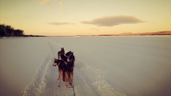 Kaamanen, husky safari2